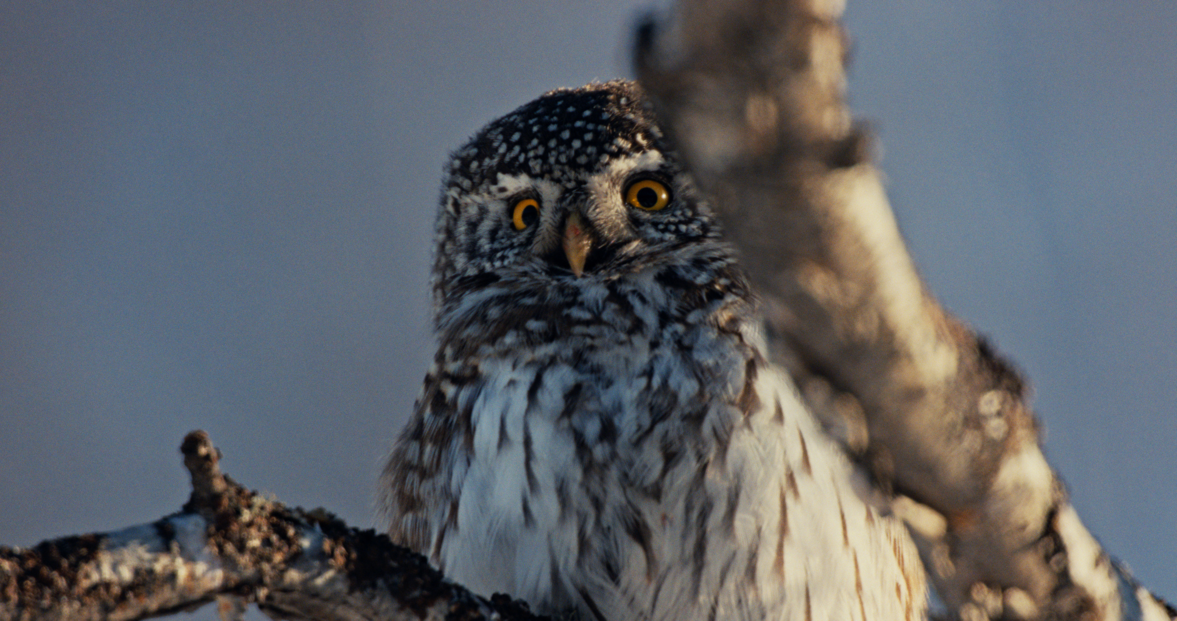 树枝间的猫头鹰